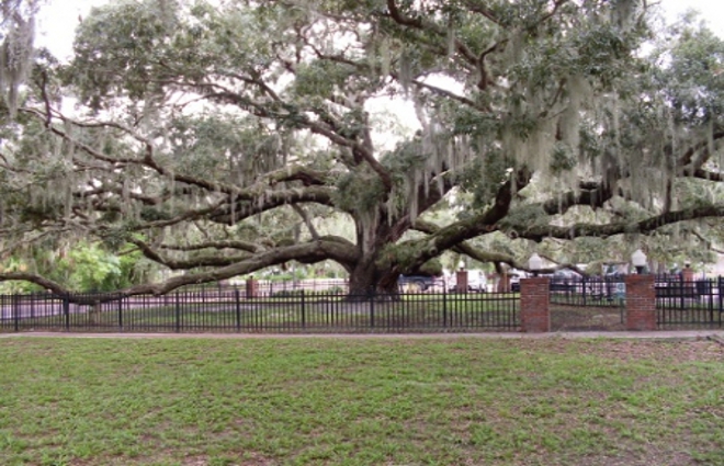 Safety Harbor Baranoff Oak Tree